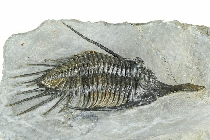Spiny Psychopyge Trilobite - Short Snout Variant #362816